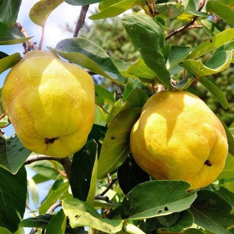 PIANTA DA FRUTTO PERO COTOGNO in vaso 20 età 2/3 anni (foto reali)