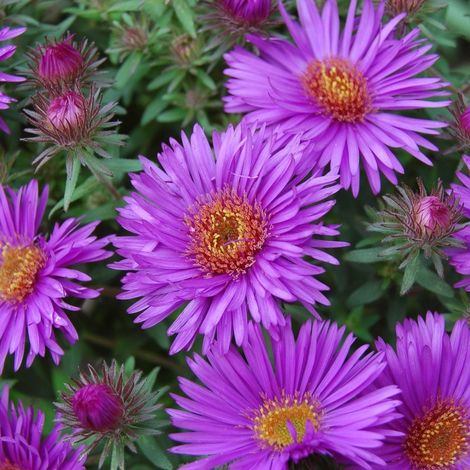 4 x Aster de la Nouvelle-Angleterre 'Purple Dôme' 'Purple Dome' (1/4)