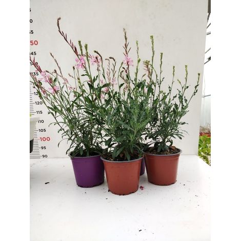 N. 8 PIANTE DI GAURA LINDHEIMERI IN VASO 14 COLORI ASSORTITI