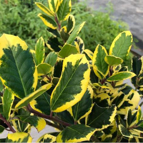 ILEX ALTACLERENSIS GOLDEN KING IN VASO DA 17CM