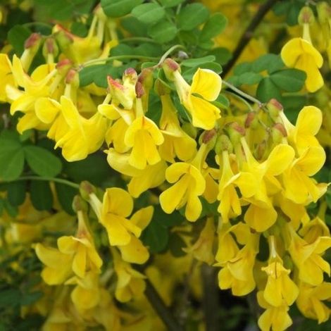 Coronilla emerus - erba cornetta - alveolo forestale (1/2)