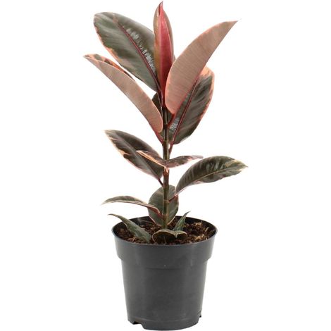 Ficus Elastica Belize - Plante d'Intérieur Caoutchouc Décorative - Pot Ø17cm - Hauteur 55cm - PANGIVO (1/4)