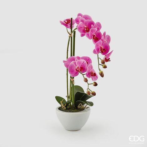 EDG Enzo De Gasperi Orchidea Phalaenopsis Real x2 con Vaso H 50 Cm Pianta Artificiale Fuchsia