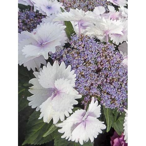 Hortensia 'Koria' Pot de 4L/5L (1/4)