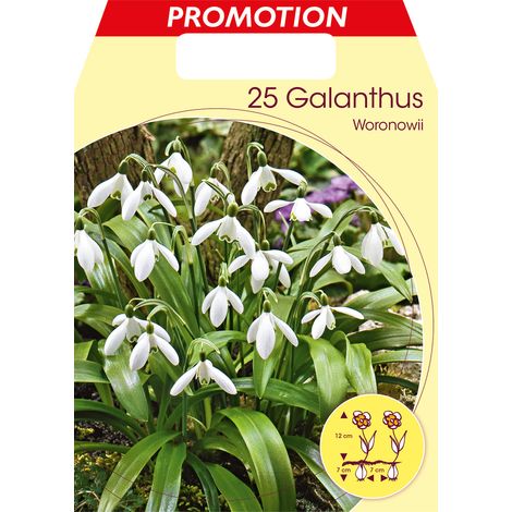 BUCANEVE GALANTHUS WORONOWII (CONFEZIONE DA 25 BULBI AUTUNNALI BULBS BULBES