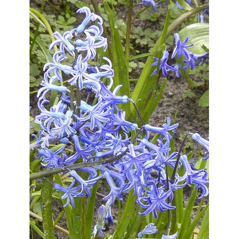 Jacinthe 'Multiflora Blue' Bulbe calibre I (par 3) (1/2)