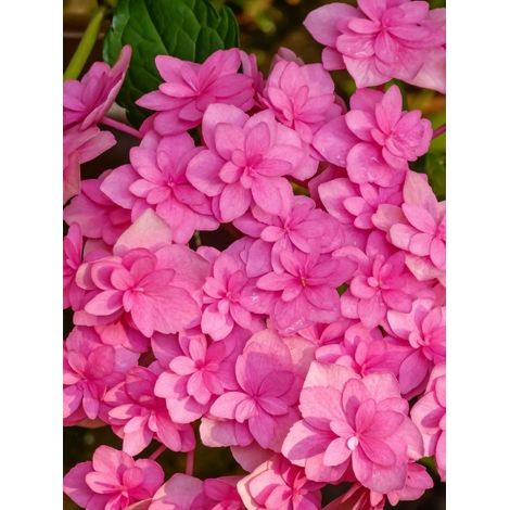 Hortensia 'You and Me Love' Godet de 8/9 cm (1/2)