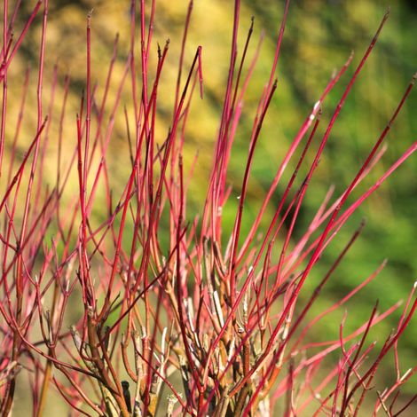 Cornouiller soyeux Kelsey, Cornus/Pot de 4L - 20/40 cm
