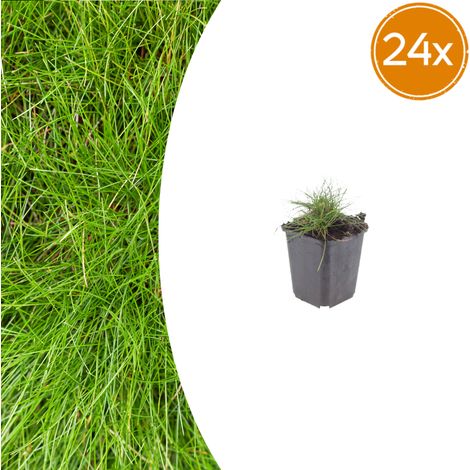 Lot de 24 Festuca gautieri Fétuque Graminée Ornementale Couvre-sol Vert Persistant 10-25 cm Ø9 cm - PANGIVO (1/5)