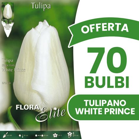 OFFERTA 70 BULBI TULIPANO WHITE PRINCE BULBS BULBES
