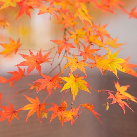 Érable palmé rêve orange - Acer palmatum orange dream 40cm
