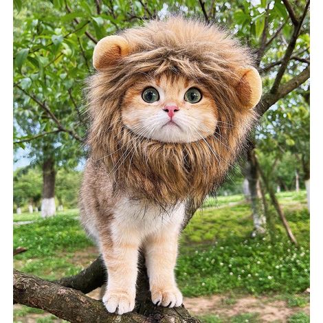 Mane Pour Animal De Compagnie - Perruque Capuchon Pour Chat Et Chien - Accessoire Costume Fête De Noël Halloween - Taille M (1/5)