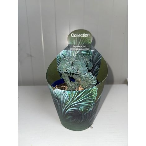 pianta di myrtillocactus geometrizans crestato (vaso 10)