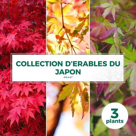 Pépinières Naudet – Collection de 3 érables du Japon – Variétés Beni-maiko, Katsura – Période de plantation : toute l'année hors gelées – Éco-responsables (1/2)