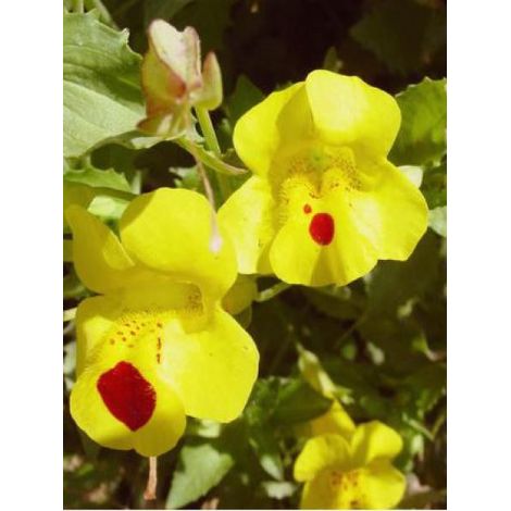 Mimule luteus Godet de 8/9 cm (1/5)