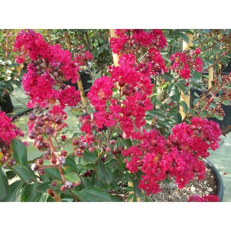 Vivaio Garden Forest – Lagerstroemia red imperator – Arbre à fleurs rouges – Hauteur à maturité 3m – Exposition plein soleil ou mi-ombre – Sol fertile et bien drainé (1/2)