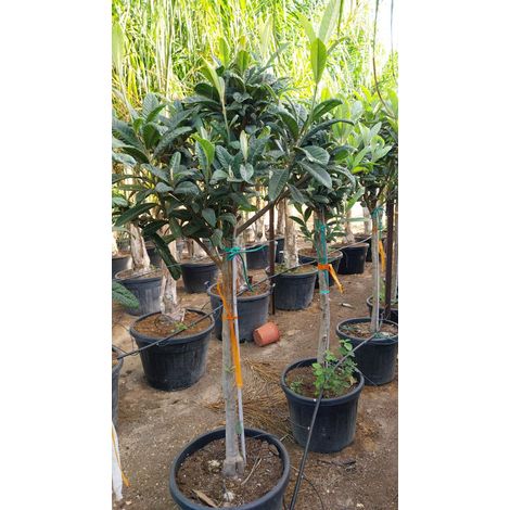 Nèfle du Japon (Eriobotrya japonica) – 220 cm – Arbre fruitier