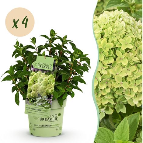 Lot de 4 Hortensias Paniculés Groundbreaker Greeny Crème et Vert - Pot 14 cm - PANGIVO (1/5)