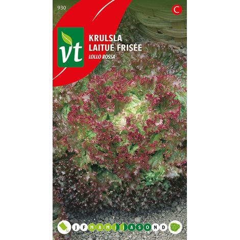 Laitue Frisée Lollo Rossa - Ca. 2 gr (Livraison Gratuite)