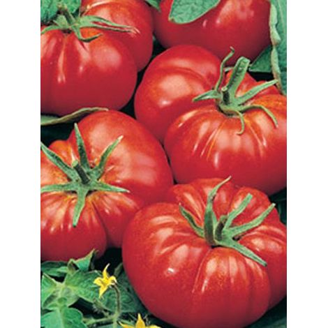 Tomate 'Supersteak' F1 le sachet de 12 graines