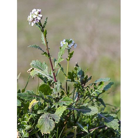 Fausse roquette, Roquette blanche 'Rocky Wild' le sachet de 10000 graines (2,5g) (1/2)