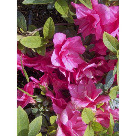 Azalée japonaise 'Christina' Pot de 2L/3L (1/2)