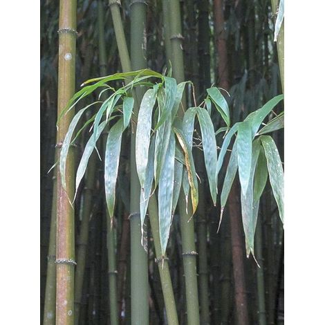 Bambou à chaume carré Pot de 4L/5L (1/4)