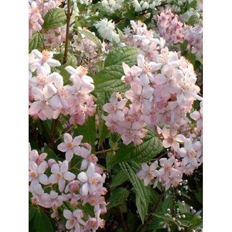 Deutzia  'Mont Rose' Godet de 8/9 cm