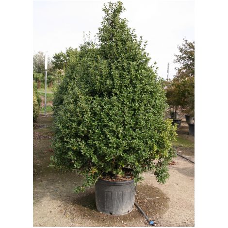 Agrifoglio "Ilex aquifolium" pungitopo pianta esemplare in mastello 55 cm h. 170/180 cm (1/5)