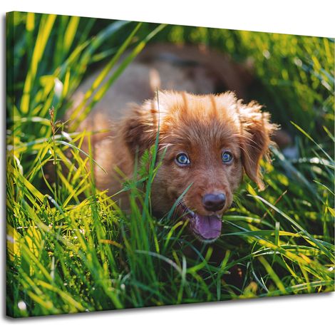 Lienzo impreso con la imagen de un perro en la hierba, de 100x80 cm.