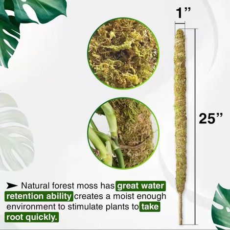 Tuteur en mousse véritable pour Monstera, flexible et idéal pour les plantes grimpantes d'intérieur. (1/5)