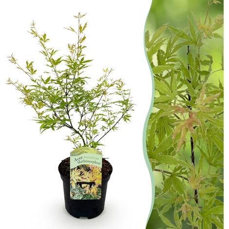 Érable du Japon Acer palmatum Matamorphosa - Plante de Terrasse et Jardin - Pot 19cm - H70cm - PANGIVO (1/5)