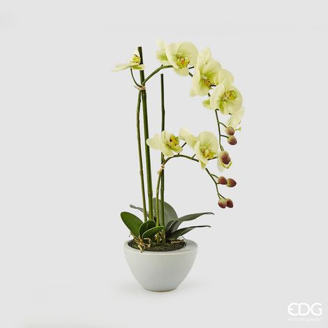 EDG Enzo De Gasperi Orchidea Phalaenopsis Real x2 con Vaso H 50 Cm Pianta Artificiale Verde Chiaro