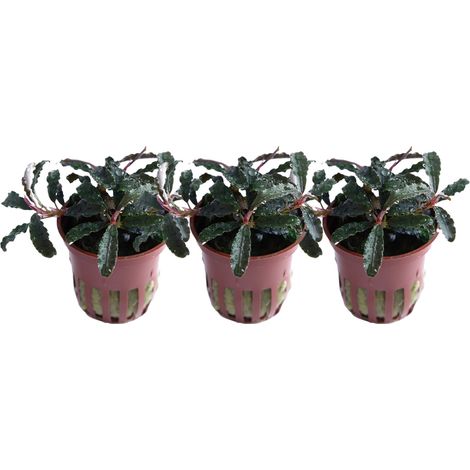 Aquarium Pflanze 3 Stück Bucephalandra 'Kedagang' Wasserpflanze Tropica Topf Nr.139B Set