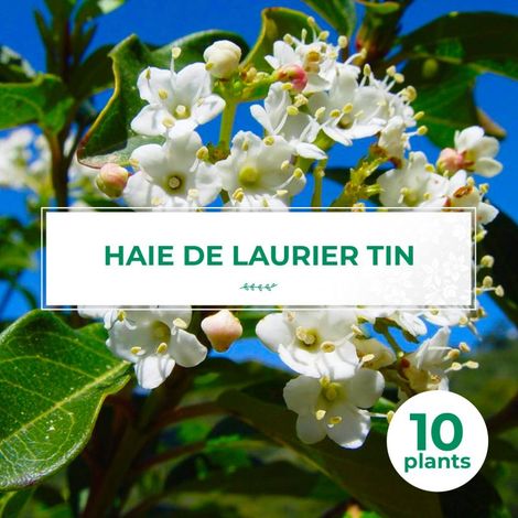 Pépinières Naudet – 10 Laurier Tin (Viburnum Tinus) – Haie de Laurier Tin – Arbuste persistant 2-3m – Fleurs blanches en hiver – Rusticité jusqu'à -10°C