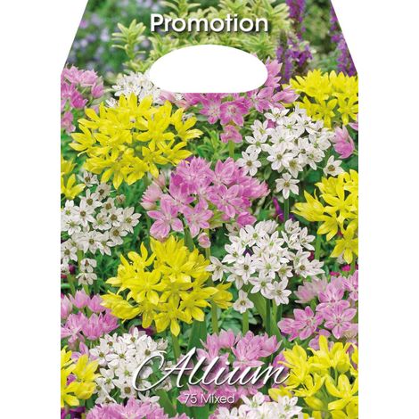 Bulbi di Allium Misti 75 Bulbi