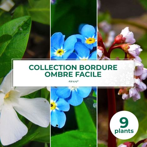 Collection de 9 vivaces pour bordure ombre facile (1/2)