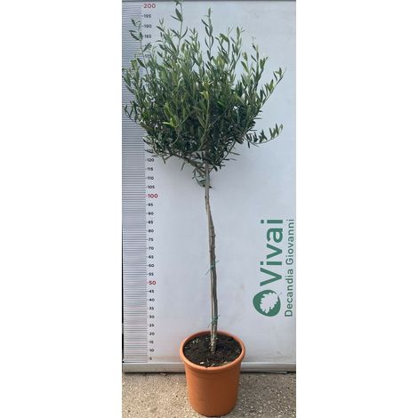 PIANTA DI ULIVO IN VARIETA' IN VASO 30 CM H.170/190 CM (foto reale)