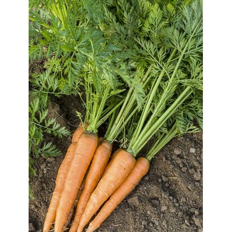 Carotte le sachet de 850 graines (1g) (1/2)