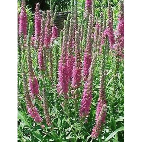Véronique en épis 'Barcarolle' Godet de 8/9 cm