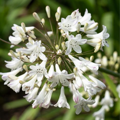 Weigela candida - Weigela candida 50/60 cm Pot 3L
