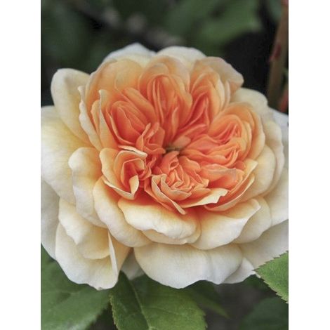 Rosier 'Port Sunlight' Pot de 4L/5L (1/3)