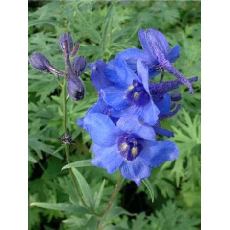 Pied d'Alouette belladone 'Bellamosum' Godet de 7/8 cm