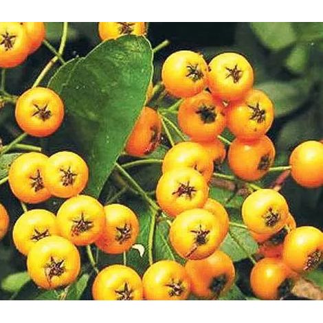 Gardenaria Pyracantha 'Soleil d'or' - Arbusto ornamentale da giardino - Altezza: 50/70 cm (vaso19) (1/5)