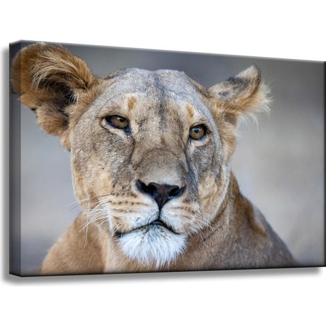 Leinwanddruck Tiere Löwin 60x40 cm