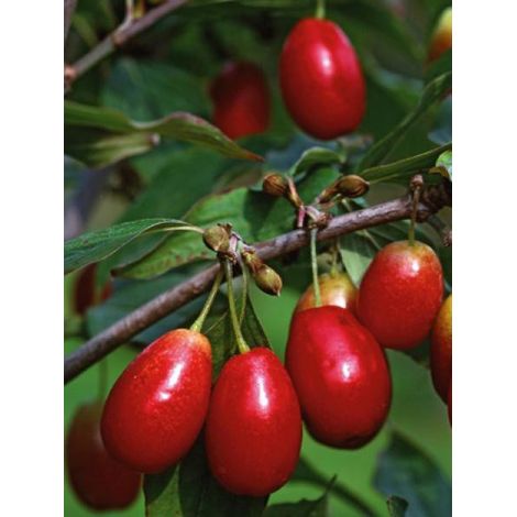 Cornouiller mâle 'Jolico' Pot de 3L/4L