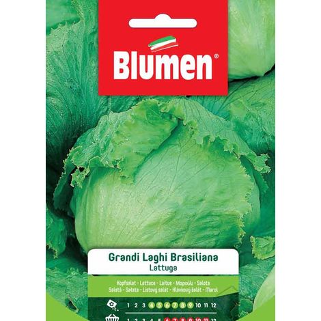 SEMI LATTUGA GRANDI LAGHI BRASILIANA