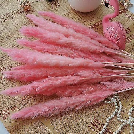15 pièces de roseaux, épis de blé de la pampa, queue de lapin, fleurs séchées naturelles, bouquet, décoration de mariage, de Noël ou de décoration intérieure-pink15pcs