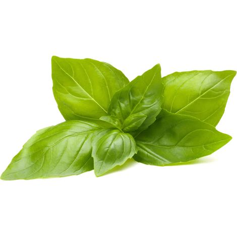 Semi di basilico al limone piante per orto e giardino coltivazione domestica e professionale