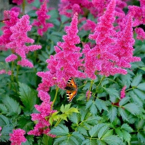 4 x Astilbe (j)  - Astilbe japonica 'Köln'  - godet 9x9 cm (1/5)